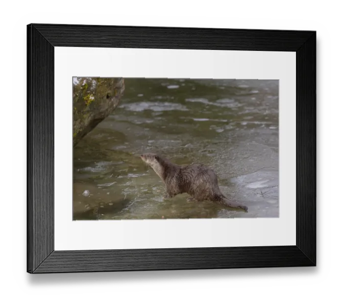 Framed Print : One Eurasian otter (Lutra lutra) Framed Print : One Eurasian otter (Lutra lutra)