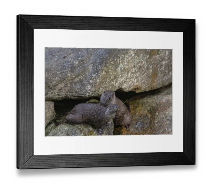 Framed Print : Two urasian otter (Lutra lutra), playing on a rock Framed Print : Two urasian otter (Lutra lutra), playing on a rock