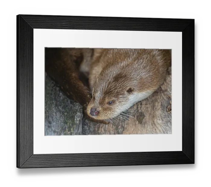 Framed Print : One Eurasian otter (Lutra lutra) resting resting in a hollow log