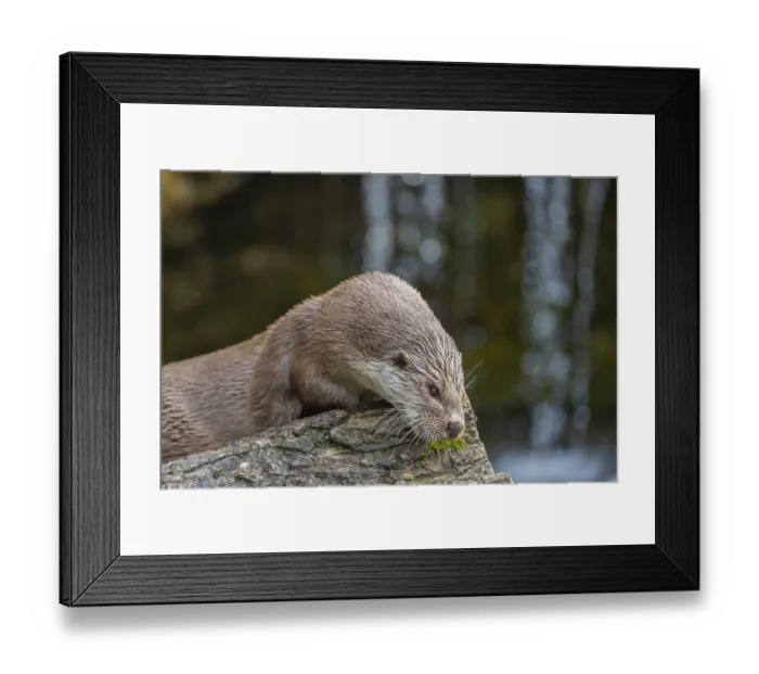 Framed Print : One Eurasian otter (Lutra lutra) resting on a log in front of a little cascade