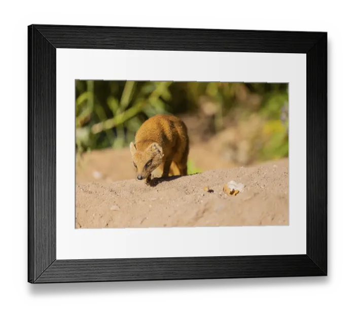 Framed Print : One yellow mongoose, Cynictis penicillata Framed Print : One yellow mongoose, Cynictis penicillata