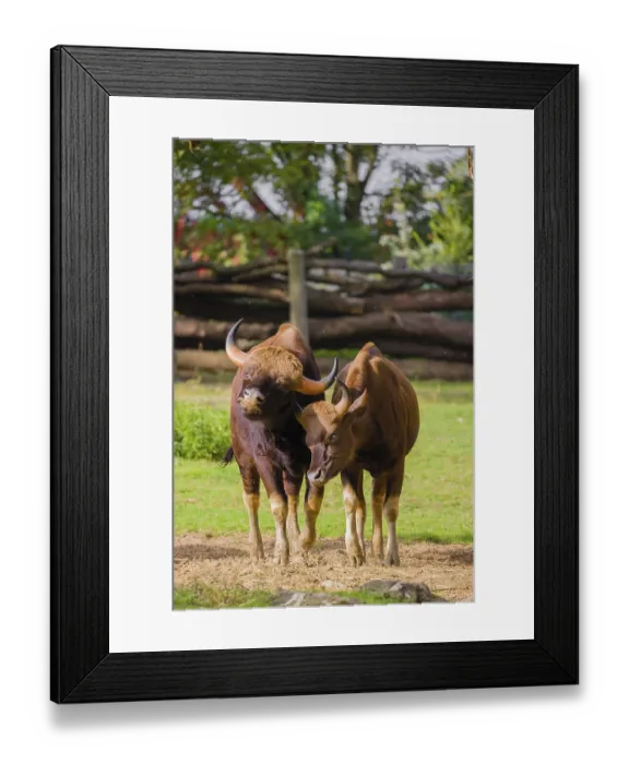 Framed Print : A male and a female Gaur (Bos gaurus gaurus) stand side by side on a green meadow