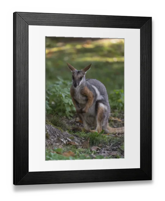 Framed Print : One yellow-footed rock-wallaby (Petrogale xanthopus)