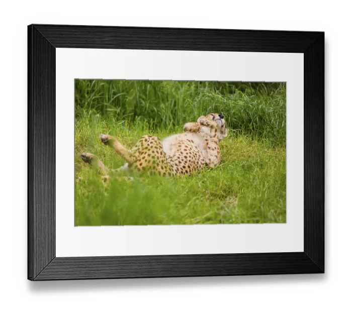 Framed Print : A cheetah (Acinonyx jubatus) is lying in the high green grass enjoying life