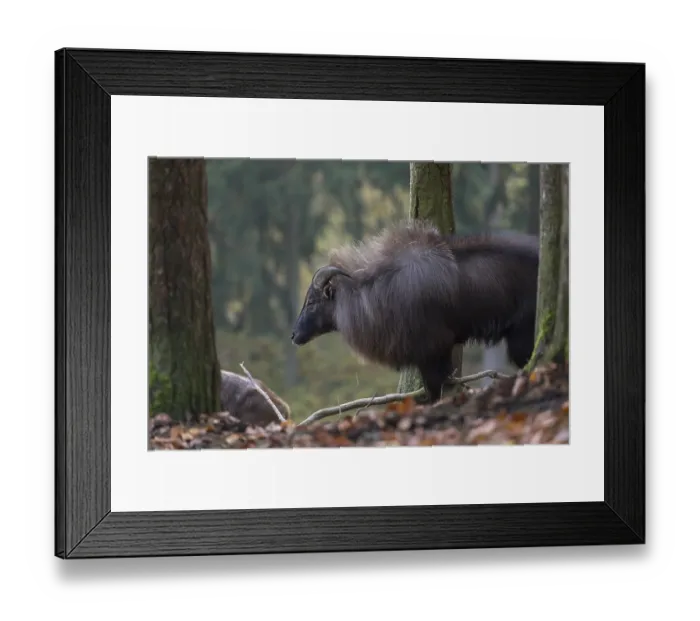 Framed Print : One male Himalayan Tahr (Hemitragus jemlahicus) standing in a forest Framed Print : One male Himalayan Tahr (Hemitragus jemlahicus) standing in a forest