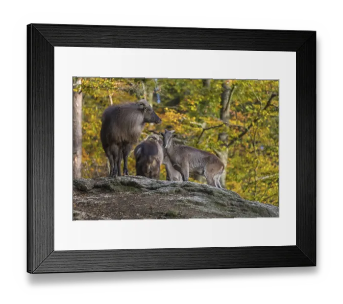 Framed Print : A group of Himalayan Tahr (Hemitragus jemlahicus) standing on rocks in a forest Framed Print : A group of Himalayan Tahr (Hemitragus jemlahicus) standing on rocks in a forest