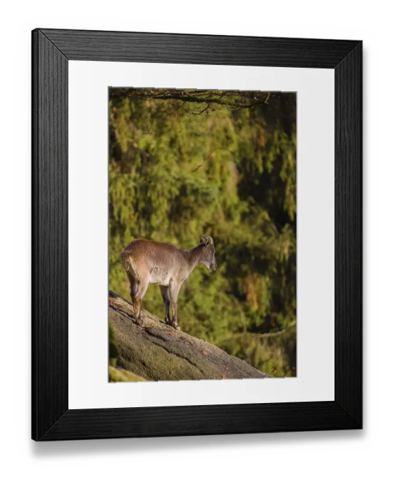 Framed Print : A female Himalayan tahr (Hemitragus jemlahicus) stands on a steep rocky slope