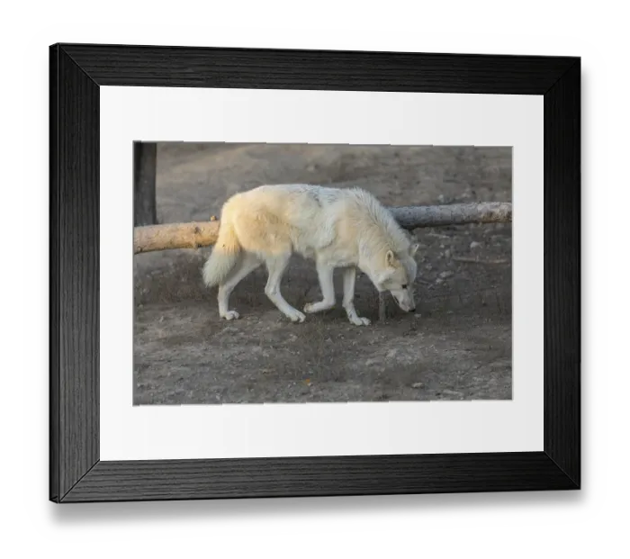Framed Print : One Hudson Bay wolf (Canis lupus hudsonicus) walking over a dry forest floor Framed Print : One Hudson Bay wolf (Canis lupus hudsonicus) walking over a dry forest floor