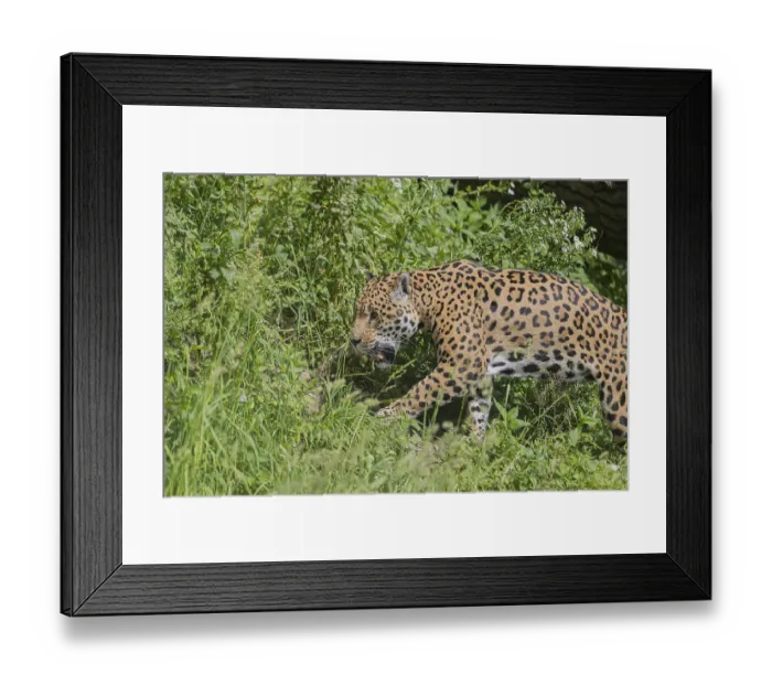 Framed Print : One female jaguar (Panthera onca) walking through tall grass in bright sunshine