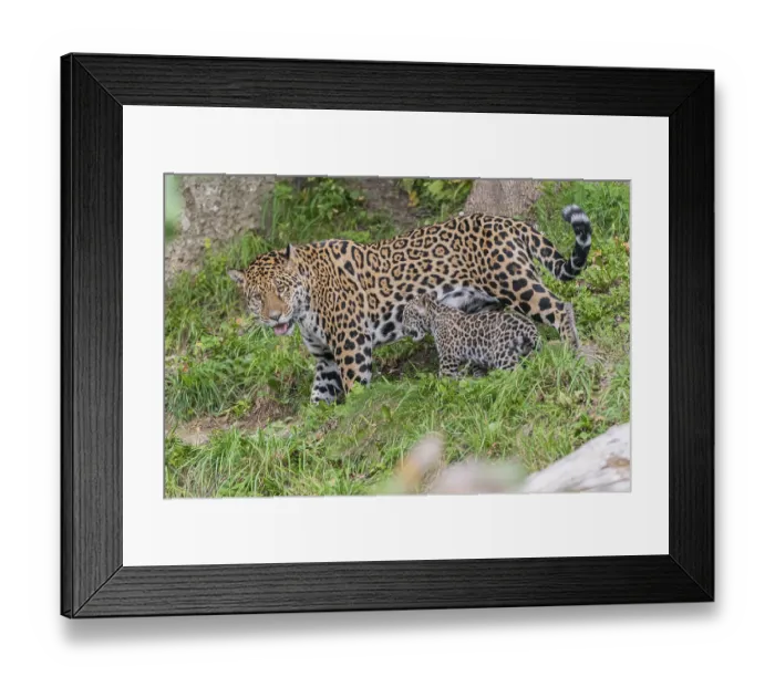 Framed Print : One male jaguar baby (Panthera onca) Framed Print : One male jaguar baby (Panthera onca)