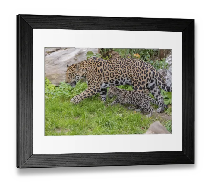 Framed Print : One male jaguar baby (Panthera onca) Framed Print : One male jaguar baby (Panthera onca)