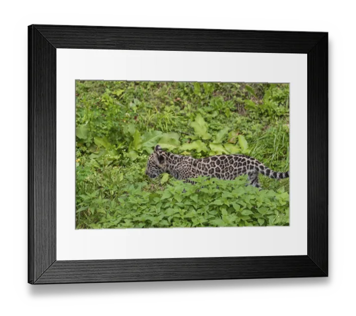 Framed Print : One male jaguar baby (Panthera onca)