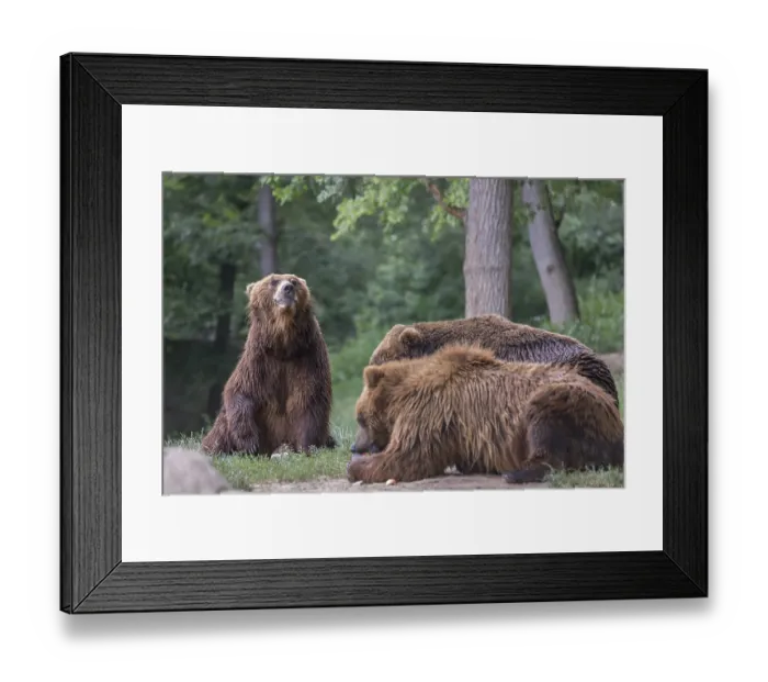 Framed Print : Three Kamchatka brown bears (Ursus arctos piscator)