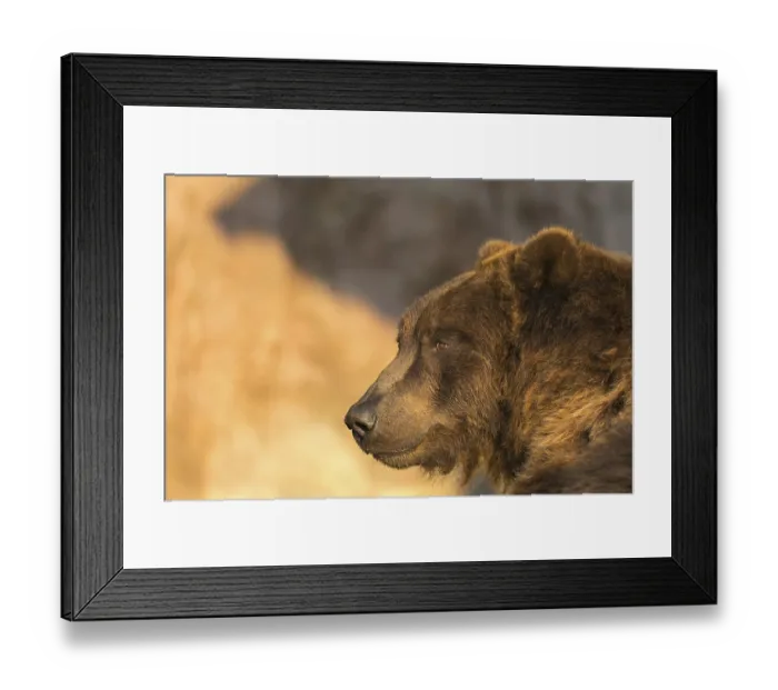 Framed Print : One Kamchatka brown bear (Ursus arctos piscator)