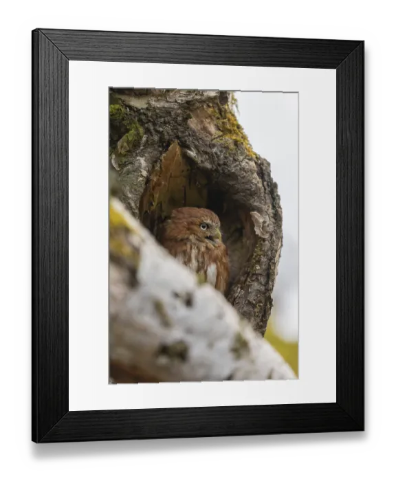 Framed Print : One East Brazilian pygmy owl (Glaucidium minutissimum)
