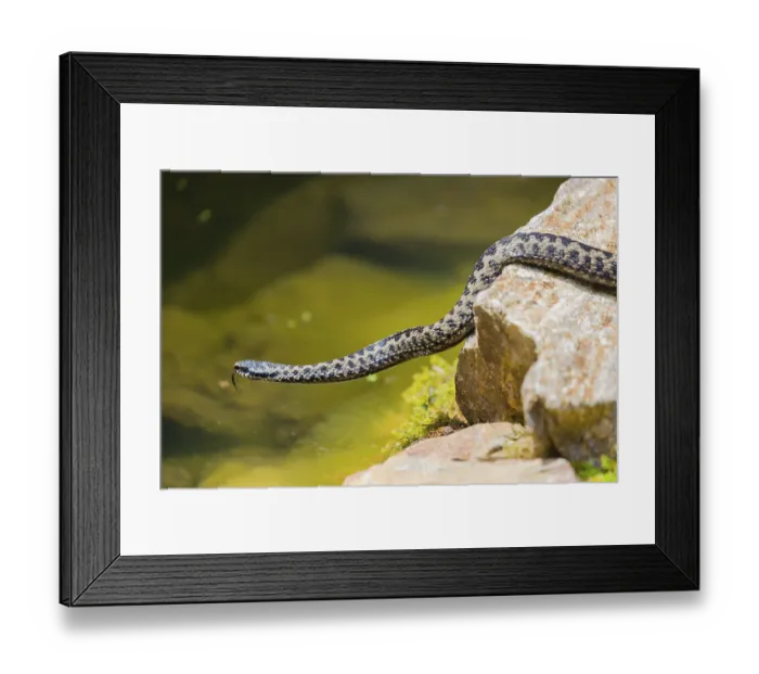 Framed Print : One Vipera berus, the common European adder or common European viper Framed Print : One Vipera berus, the common European adder or common European viper