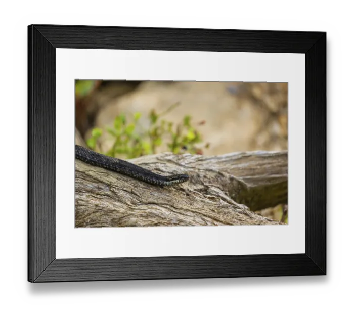Framed Print : One Vipera berus, the common European adder or common European viper