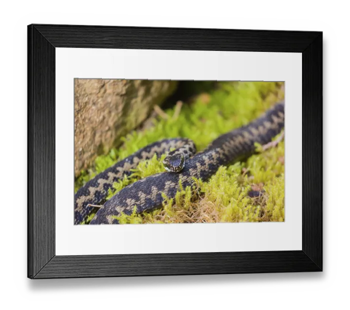 Framed Print : One Vipera berus, the common European adder or common European viper
