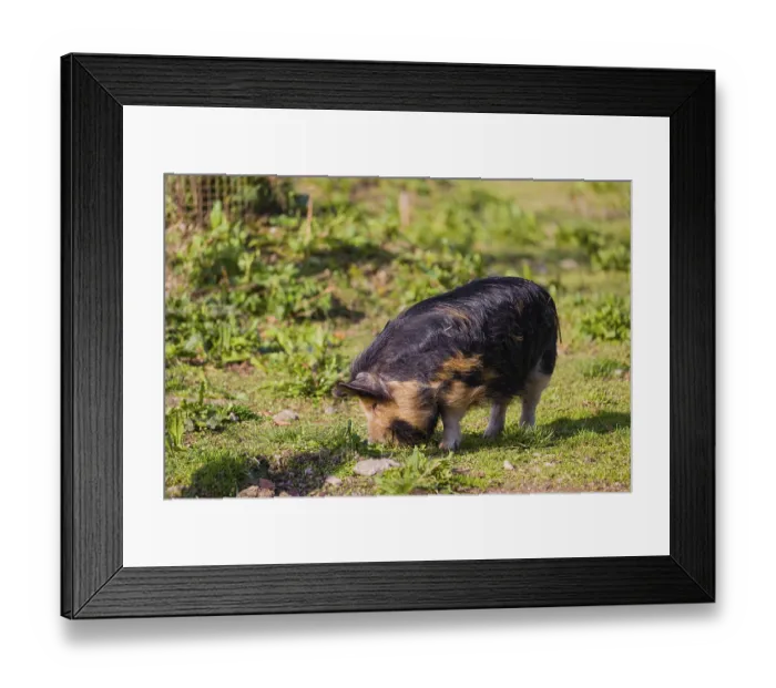 Framed Print : Kunekune pig, sus scrofa domesticus