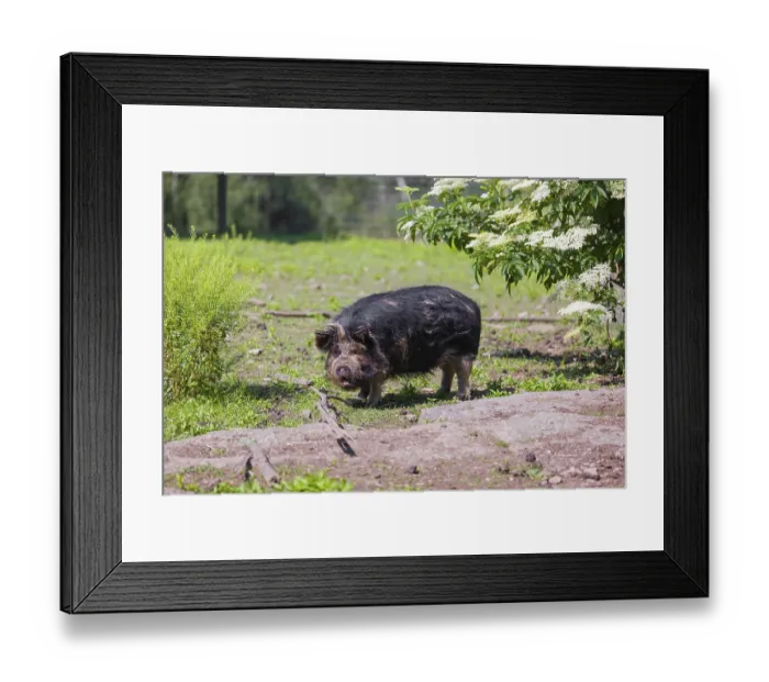 Framed Print : Kunekune pig, sus scrofa domesticus Framed Print : Kunekune pig, sus scrofa domesticus