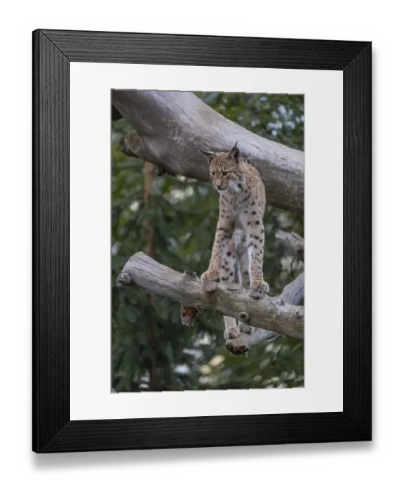 Framed Print : One Eurasian lynx, (Lynx lynx) Framed Print : One Eurasian lynx, (Lynx lynx)