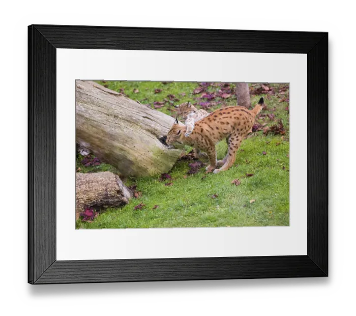 Framed Print : One female Eurasian lynx (Lynx lynx) plays with its cub on a green meadow Framed Print : One female Eurasian lynx (Lynx lynx) plays with its cub on a green meadow