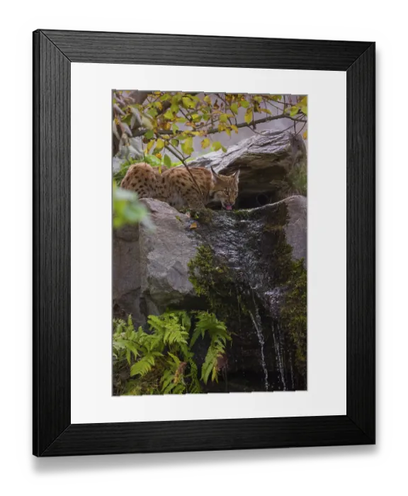 Framed Print : A Eurasian lynx (Lynx lynx) drinks water above a small waterfall Framed Print : A Eurasian lynx (Lynx lynx) drinks water above a small waterfall