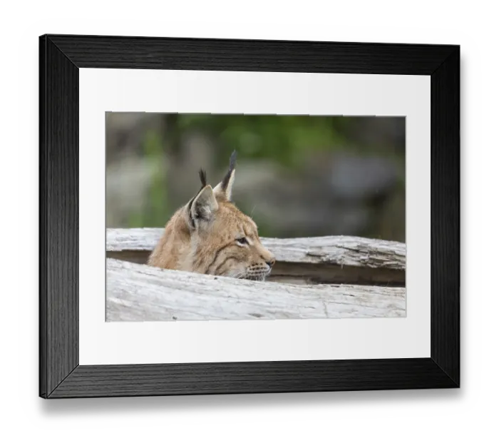 Framed Print : One Eurasian lynx, (Lynx lynx)