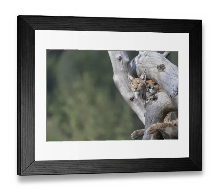Framed Print : One Eurasian lynx, (Lynx lynx)