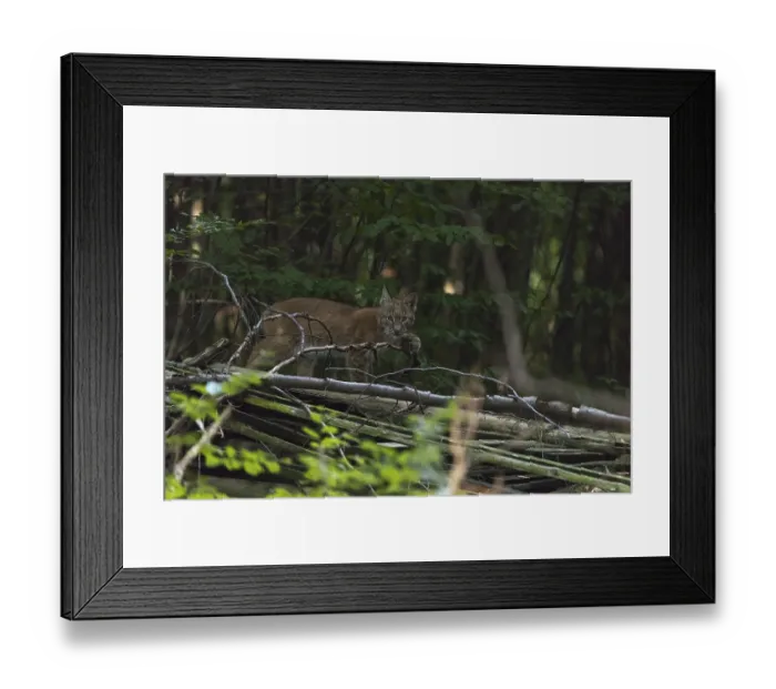 Framed Print : One young Eurasian lynx, (Lynx lynx) Framed Print : One young Eurasian lynx, (Lynx lynx)