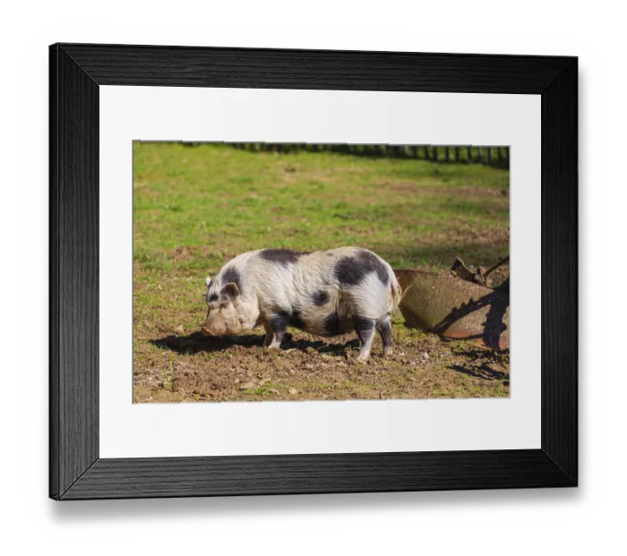 Framed Print : One Minipig, Sus scrofa domesticus