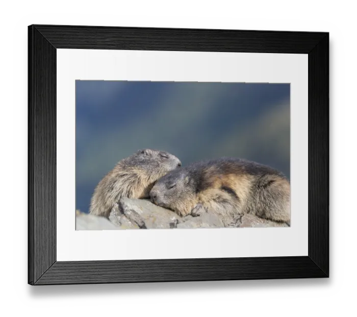 Framed Print : Two Alpine Marmots, Marmota marmota Framed Print : Two Alpine Marmots, Marmota marmota