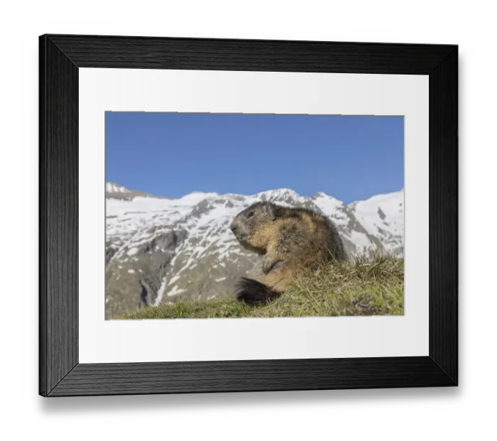 Framed Print : One Alpine Marmot, Marmota marmota Framed Print : One Alpine Marmot, Marmota marmota