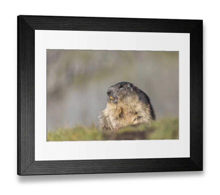 Framed Print : One Alpine Marmot, Marmota marmota