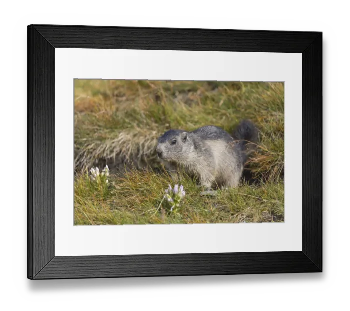 Framed Print : One young Alpine Marmot, Marmota marmota