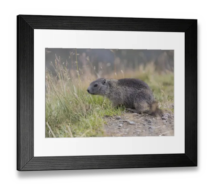 Framed Print : One young Alpine Marmot, Marmota marmota