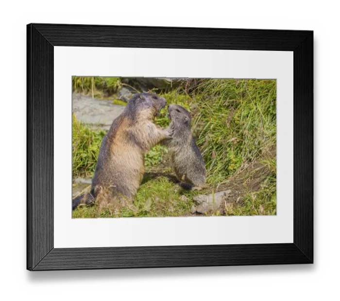 Framed Print : One adult Alpine Marmot, Marmota marmota