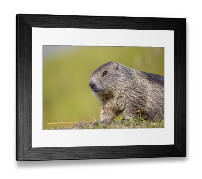 Framed Print : A young Alpine Marmot, Marmota marmota