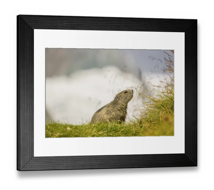 Framed Print : A young Alpine Marmot, Marmota marmota