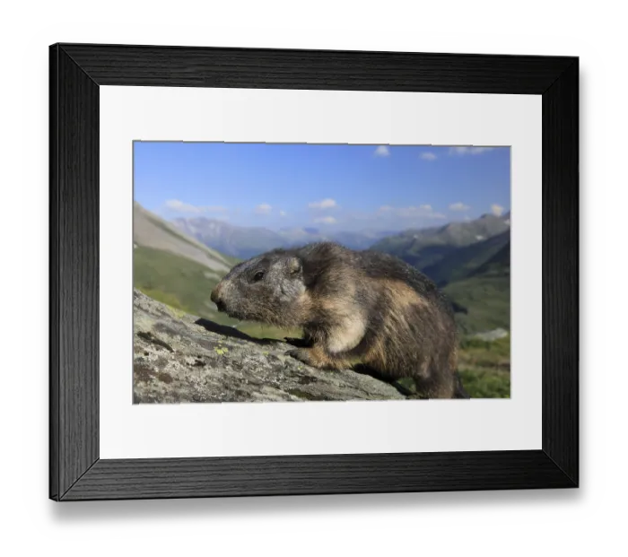 Framed Print : One adult Alpine Marmot, Marmota marmota