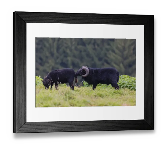 Framed Print : A male Ouessant sheep, Ovis ammon aries