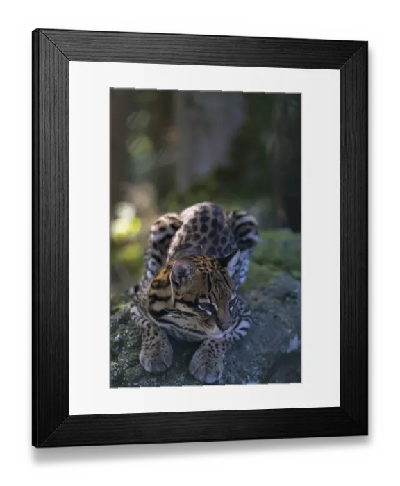 Framed Print : One female Ocelot, Leopardus pardalis