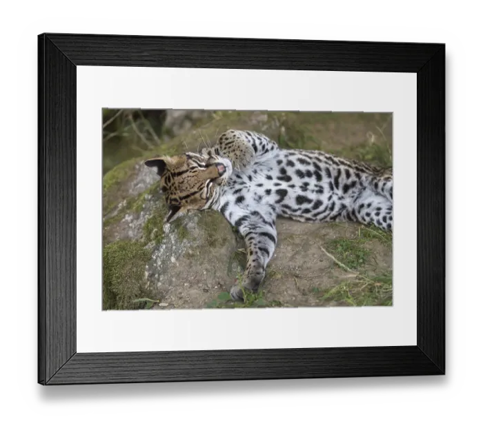 Framed Print : One female Ocelot, Leopardus pardalis