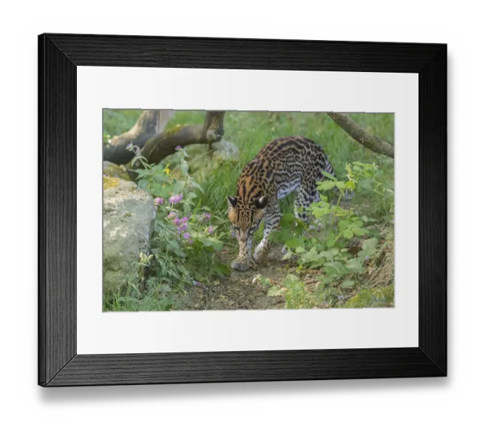 Framed Print : One Ocelot, Leopardus pardalis Framed Print : One Ocelot, Leopardus pardalis