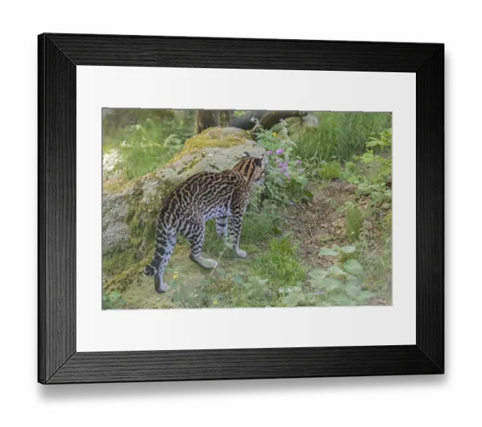 Framed Print : One Ocelot, Leopardus pardalis Framed Print : One Ocelot, Leopardus pardalis