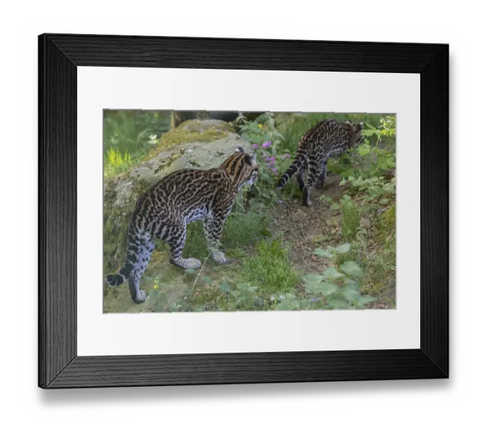 Framed Print : Two Ocelot, Leopardus pardalis Framed Print : Two Ocelot, Leopardus pardalis