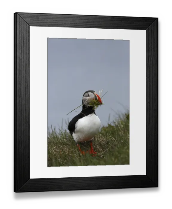 Framed Print : Atlantic Puffin, Common Puffin Framed Print : Atlantic Puffin, Common Puffin