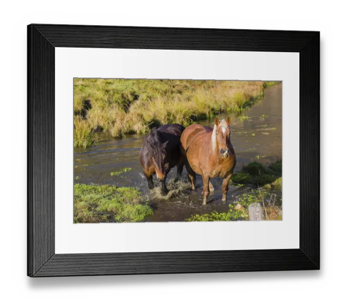 Framed Print : Two heavy horses of mixed breed stand in the water of a small pond and enjoy their life on a sunny autumn day