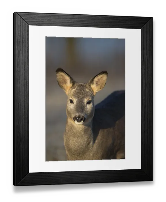 Framed Print : Portrait of a female Roe Deer, Roe deer doe (Capreolus capreolus) in first morning light