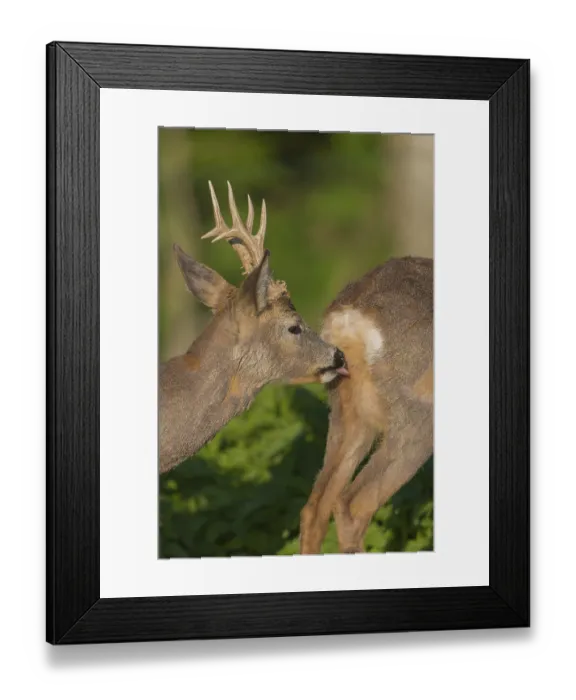 Framed Print : Male Roe Deer, Roe buck (Capreolus capreolus) Framed Print : Male Roe Deer, Roe buck (Capreolus capreolus)